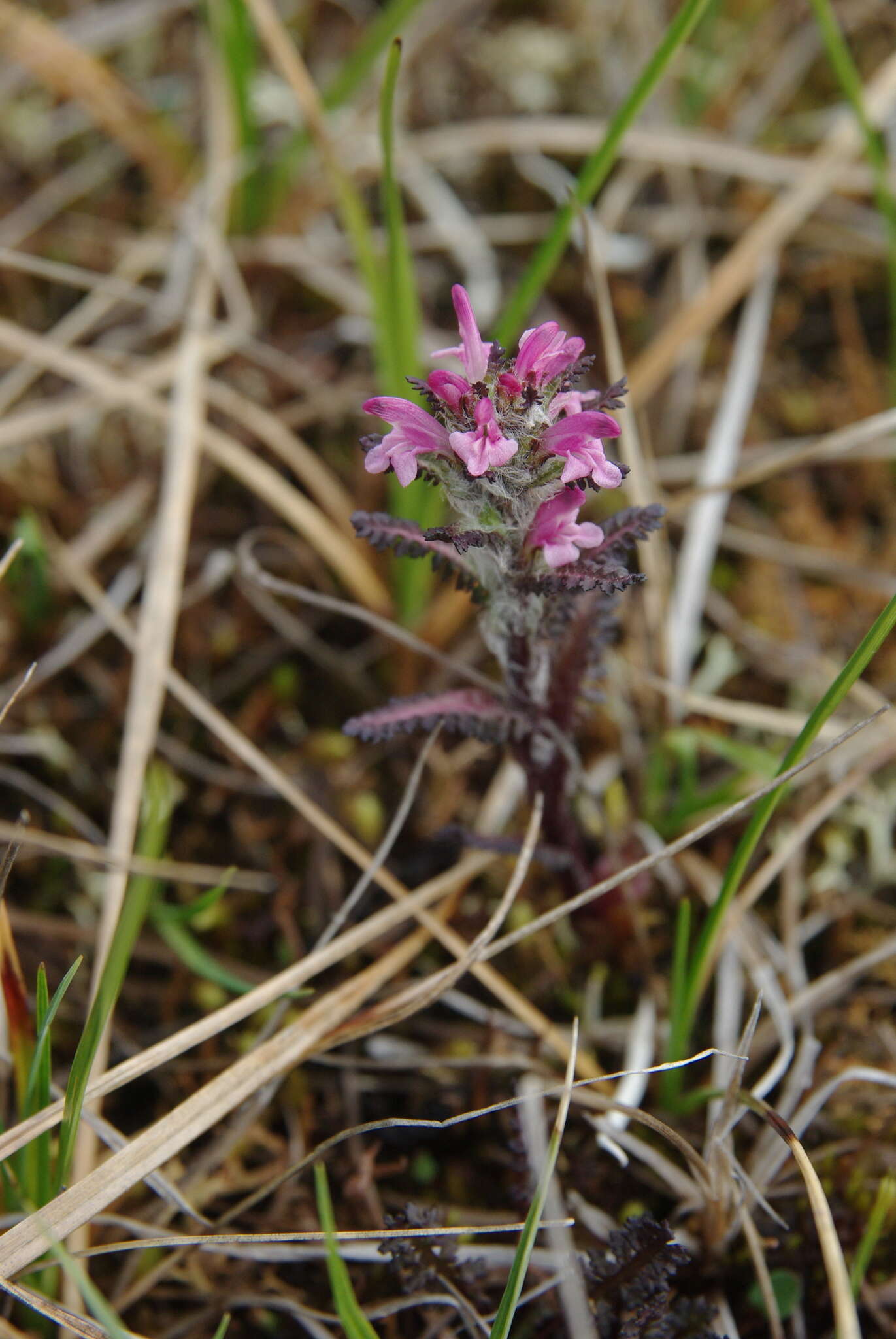 Imagem de Pedicularis hirsuta L.