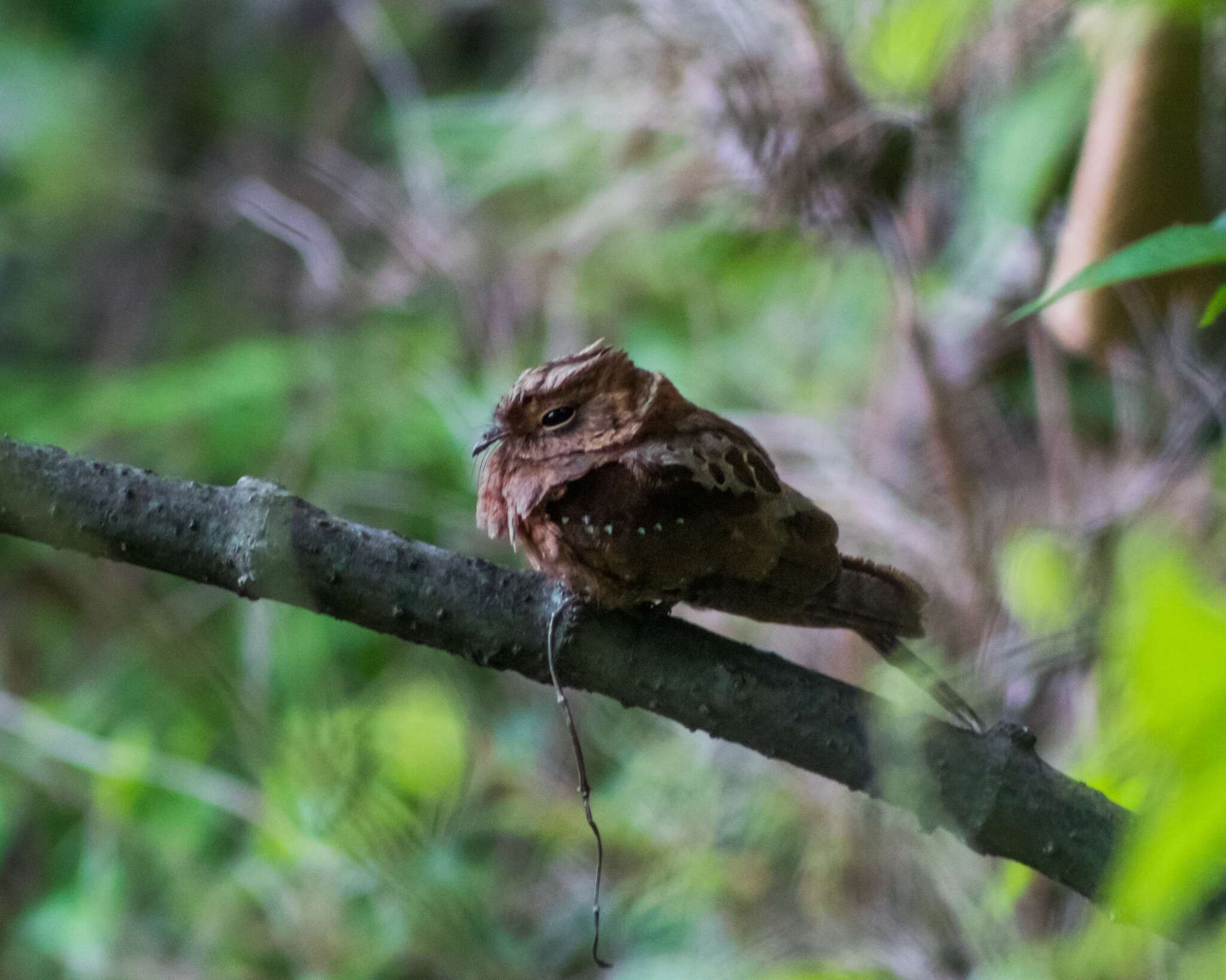 Imagem de Nyctiphrynus mcleodii (Brewster 1888)