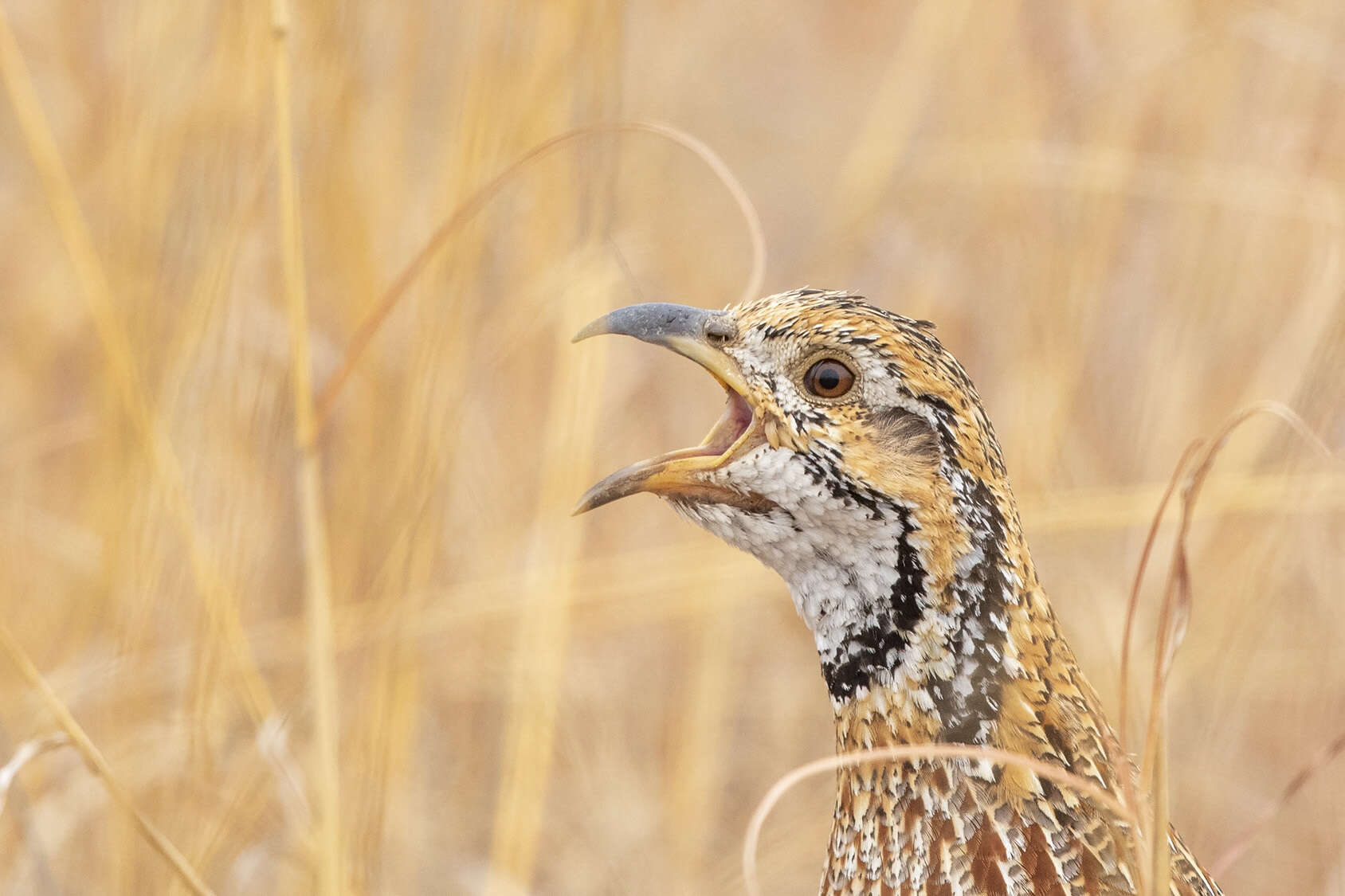 Imagem de Scleroptila gutturalis levalliantoides (Smith & A 1836)