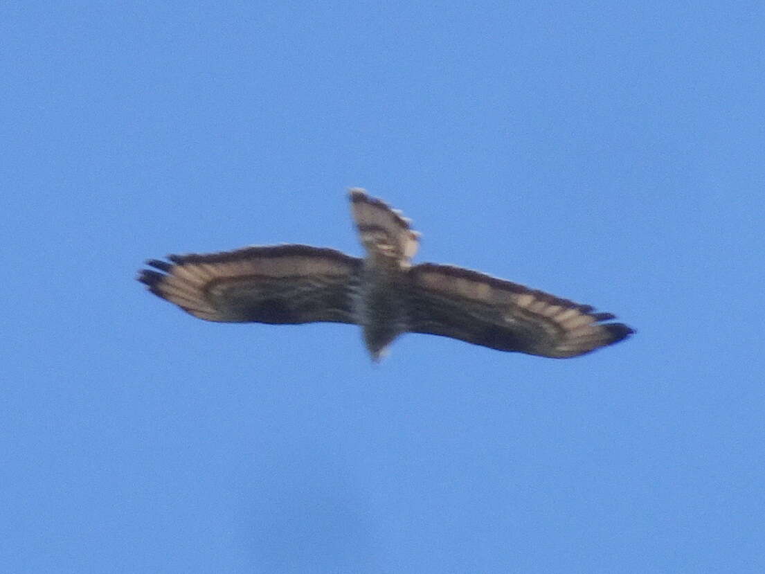 Image of Barred honey buzzard