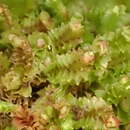 Image of Lophozia guttulata (Lindb. & Arnell) A. Evans