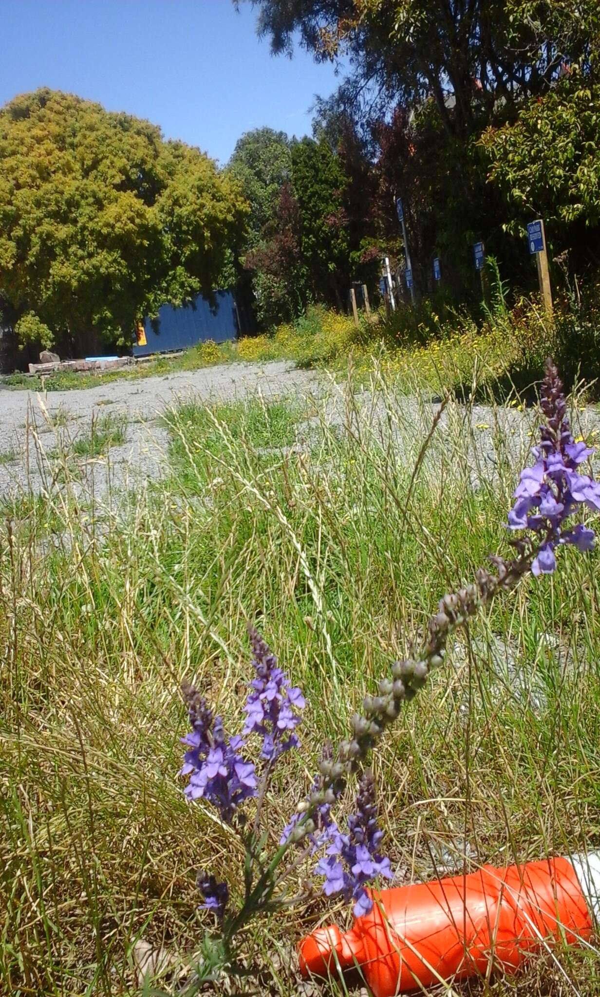 Plancia ëd Linaria purpurea (L.) Mill.