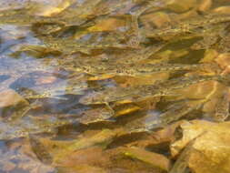 Image of Siberian gudgeon