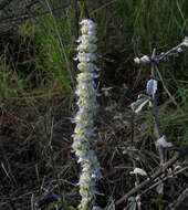 صورة <i>Coleus cylindraceus</i>