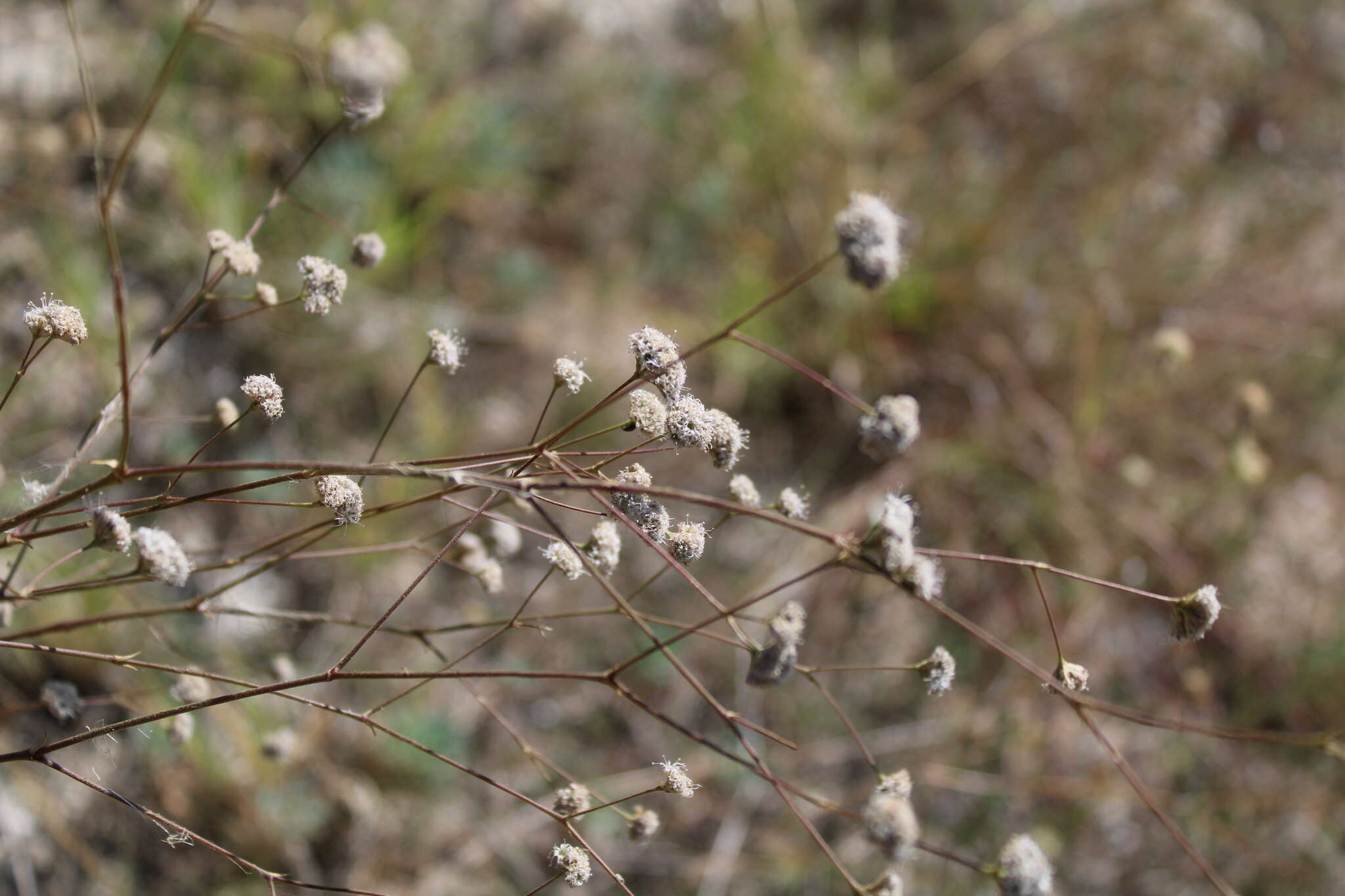 Image of Gypsophila pallasii S. S. Ikonnikov