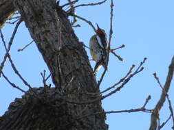 Image of Red-naped Sapsucker