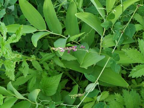 Image of Vicia pseudo-orobus Fisch. & C. A. Mey.