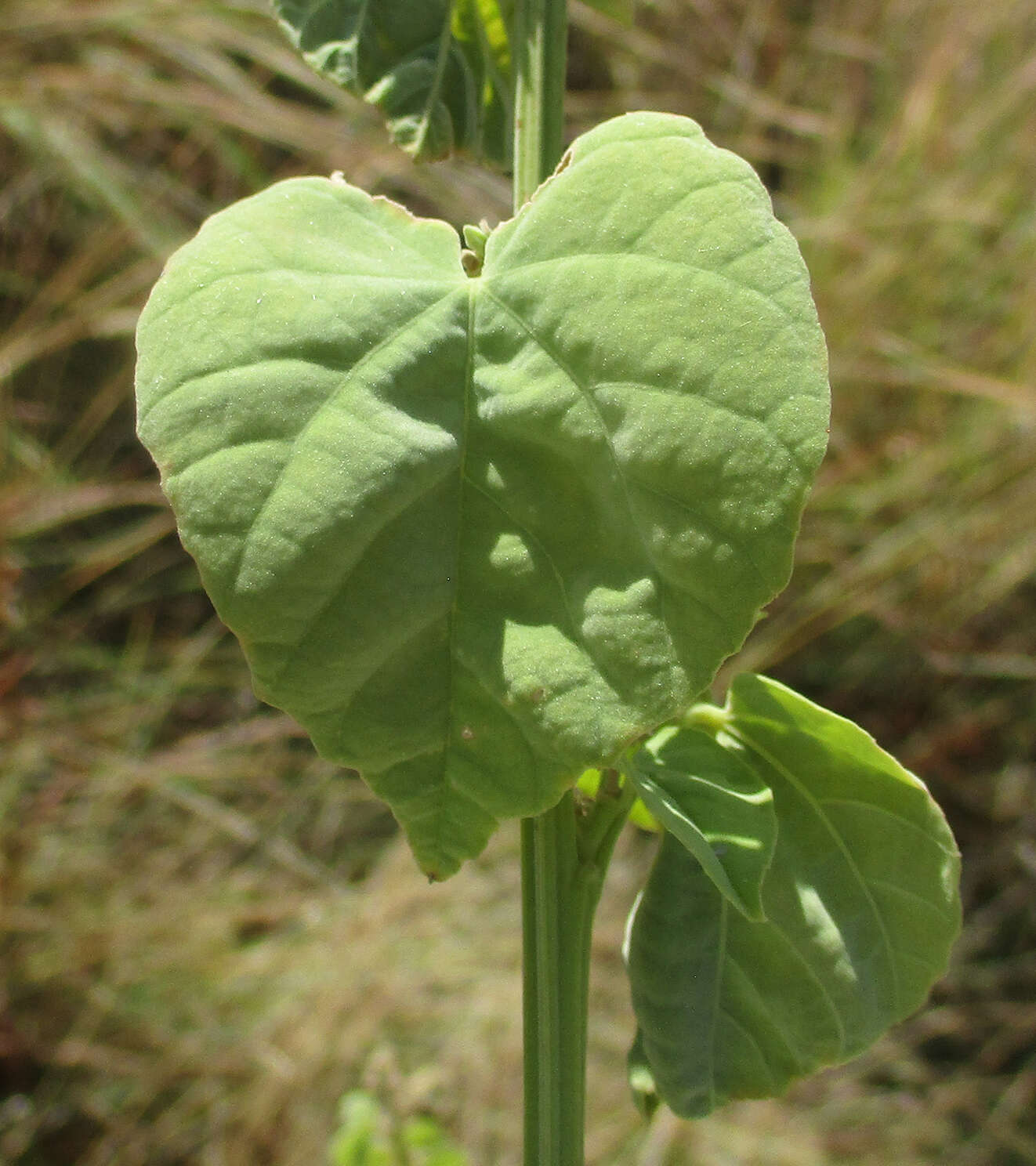 Image of Abutilon angulatum (Guill. & Perr.) Mast.