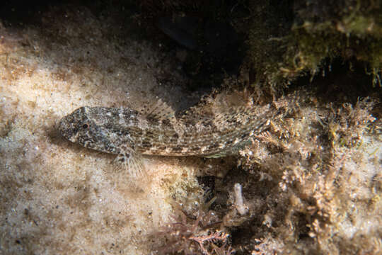 Image of Frayedfin goby