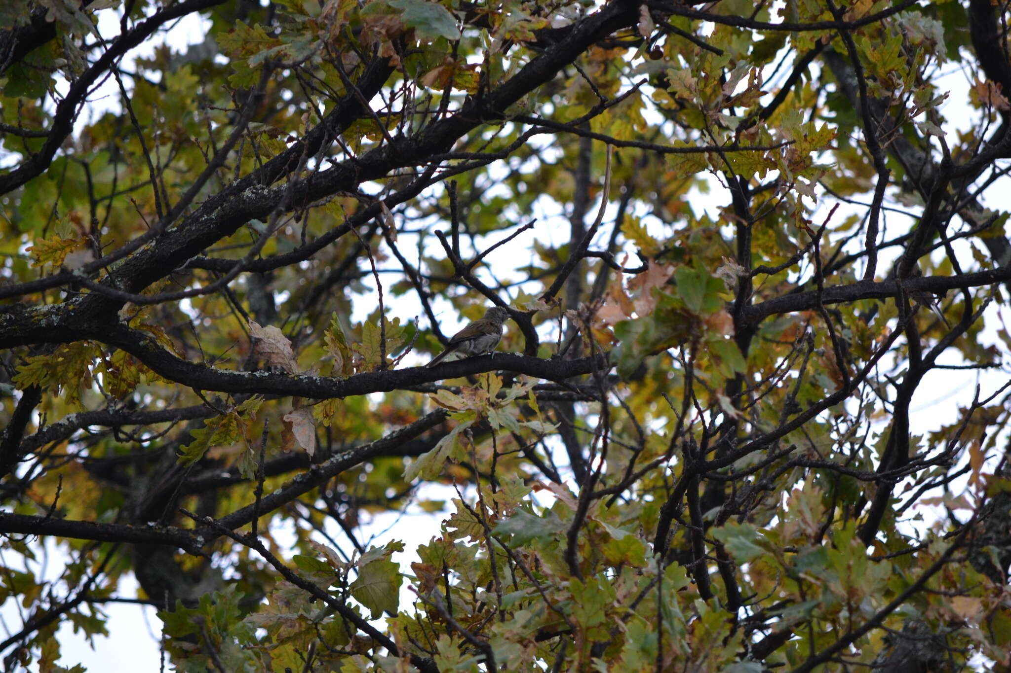 Image of Lesser Honeyguide
