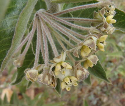 Image of Mountain milkbush