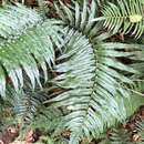 Imagem de Dryopteris namegatae (Kurata) Kurata