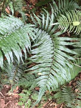 Plancia ëd Dryopteris namegatae (Kurata) Kurata