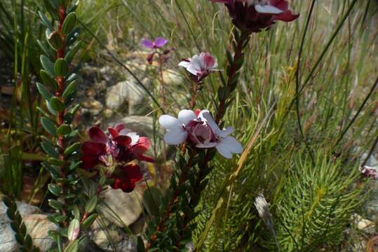 Image of Adenandra viscida Eckl. & Zeyh.