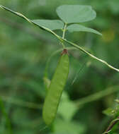 Dunbaria punctata (Wight & Arn.) Benth.的圖片