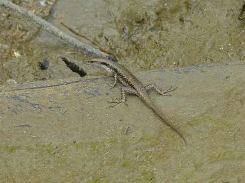 Image of Littoral Emoia