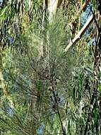 Image of Casuarina cunninghamiana subsp. cunninghamiana