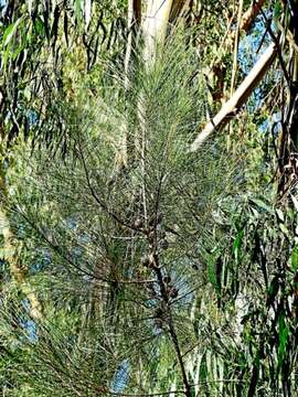 Image of Casuarina cunninghamiana subsp. cunninghamiana