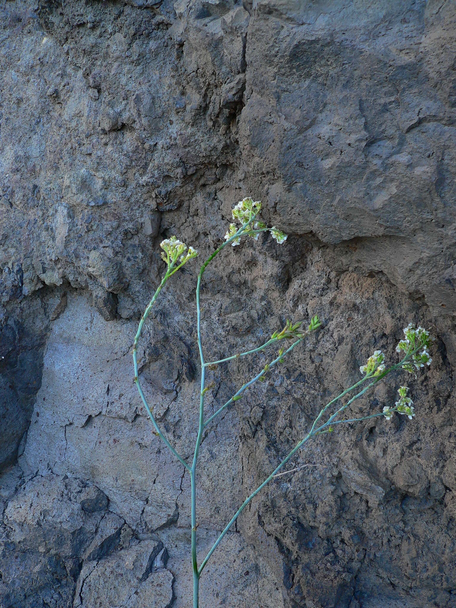 Image of Crambe scaberrima Webb ex Bramwell