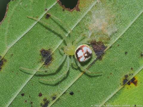 Imagem de Araneus guttulatus (Walckenaer 1841)