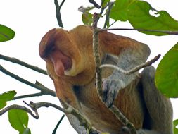 Image of proboscis monkey