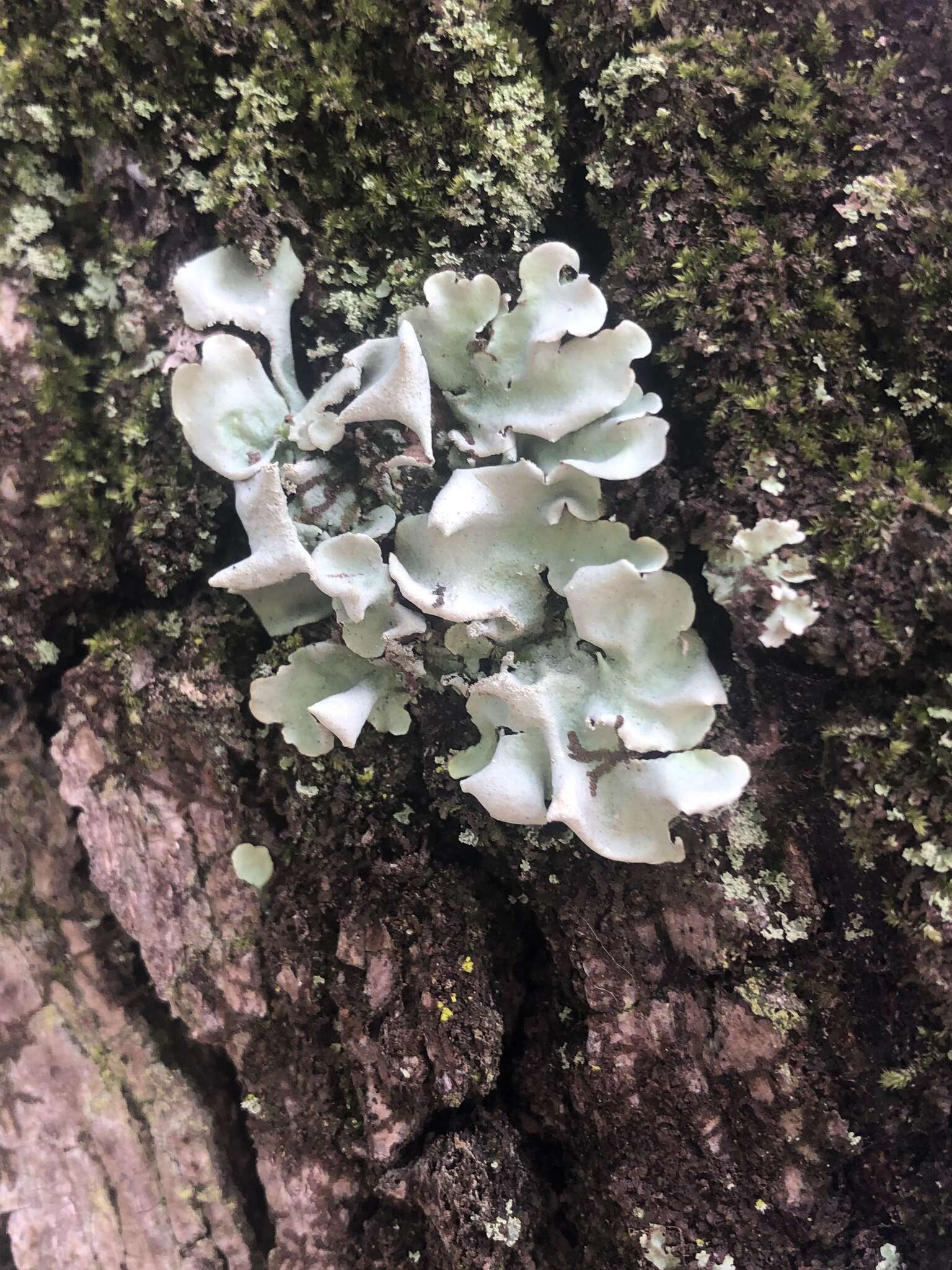 Image of parmotrema lichen