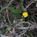 Image of hawkweed oxtongue