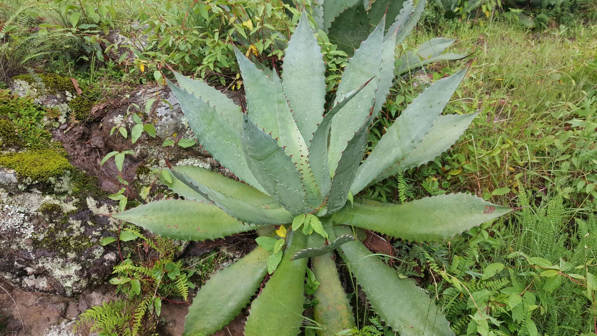 Image of Agave inaequidens K. Koch