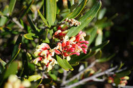 Image of Grevillea aspera R. Br.