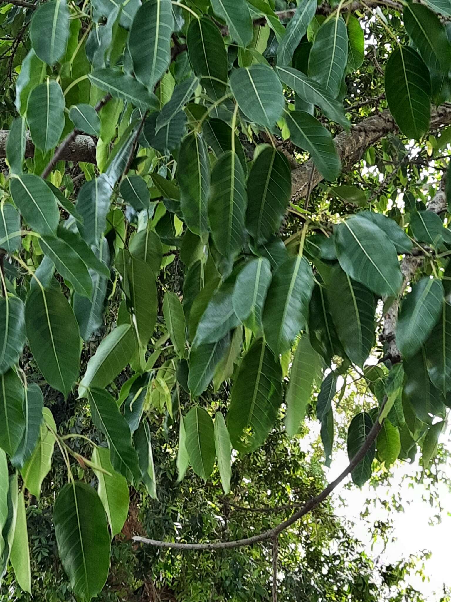 Image of Ficus amplissima Sm.