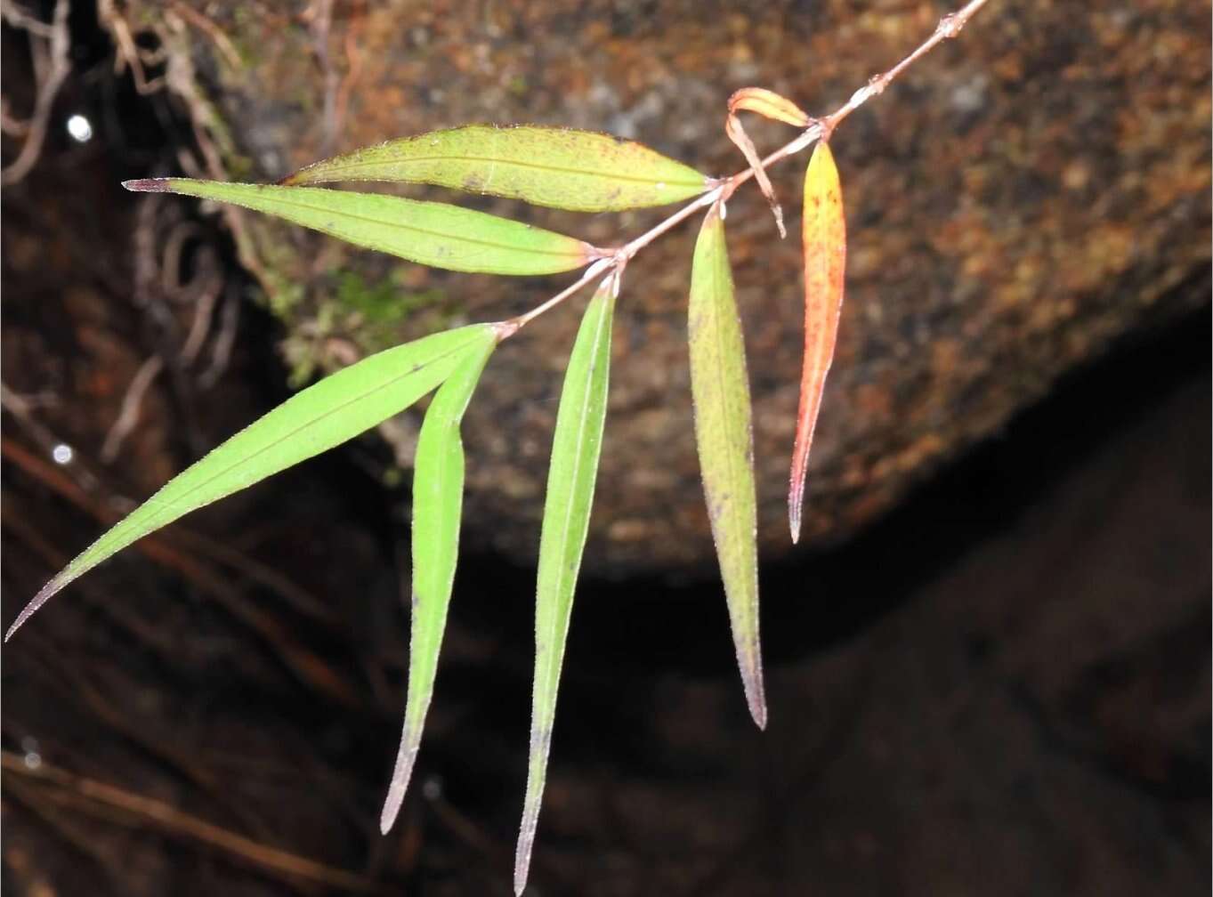 Image of Asclepiadaceae