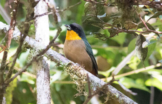 Image of Yellow-throated Tanager