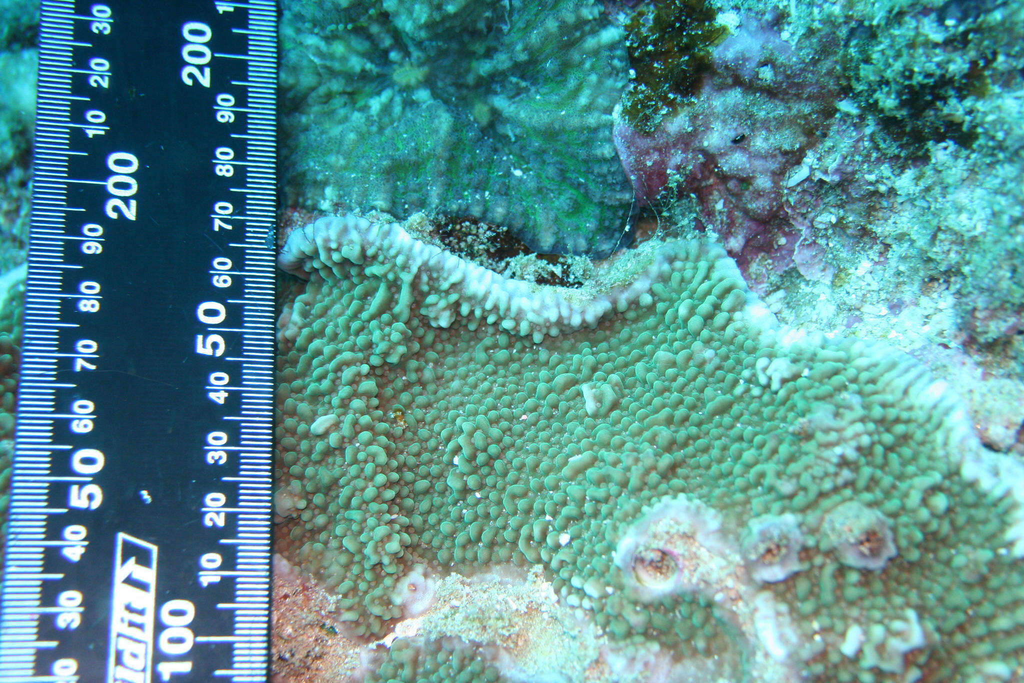 Image of pore coral