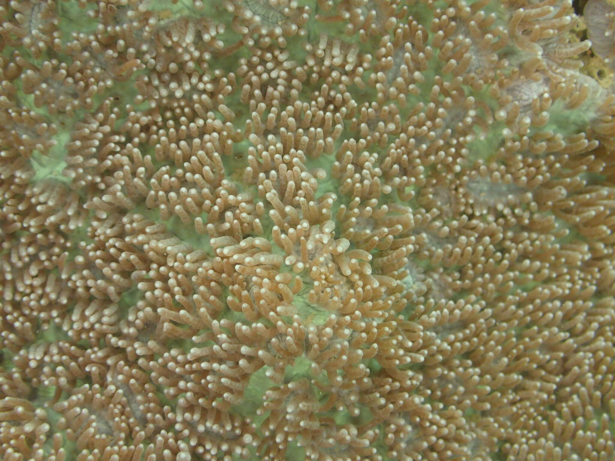 Image of Spine coral