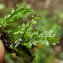 Image of Achrophyllum magellanicum Matteri 1979