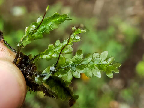 Plancia ëd Achrophyllum magellanicum Matteri 1979