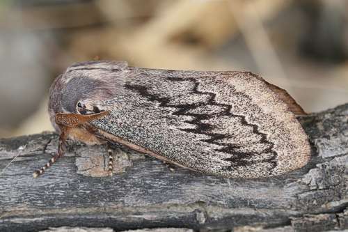 Image of Pachypasa otus Drury 1770