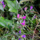 Plancia ëd Echium rosulatum Lange