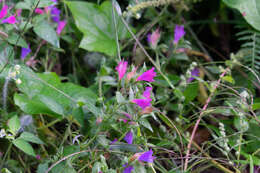 Plancia ëd Echium rosulatum Lange