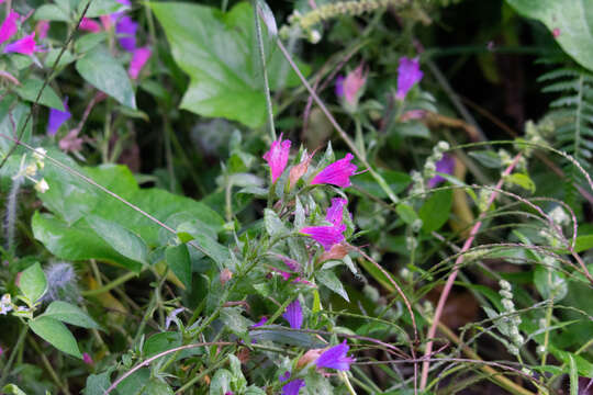 Слика од Echium rosulatum Lange