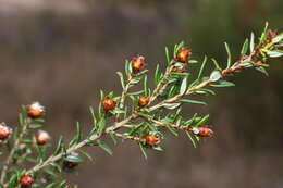 صورة Spyridium scortechinii (F. Müll.) K. R. Thiele