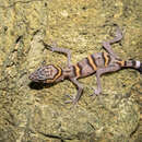 Image of Cat Ba Tiger Gecko