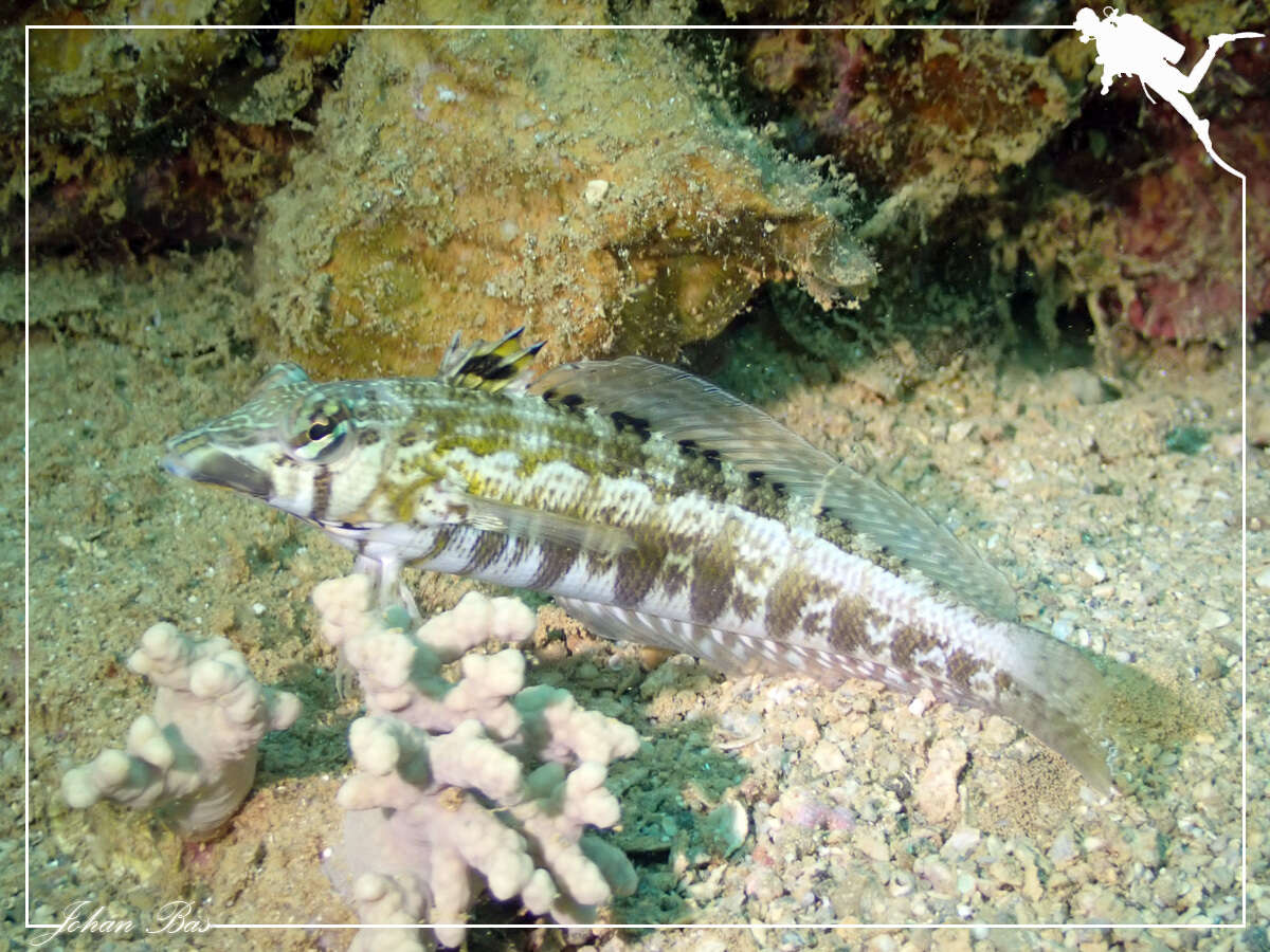 Image of Southern sharpnose sandperch