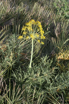 Image of Thapsia transtagana Brot.