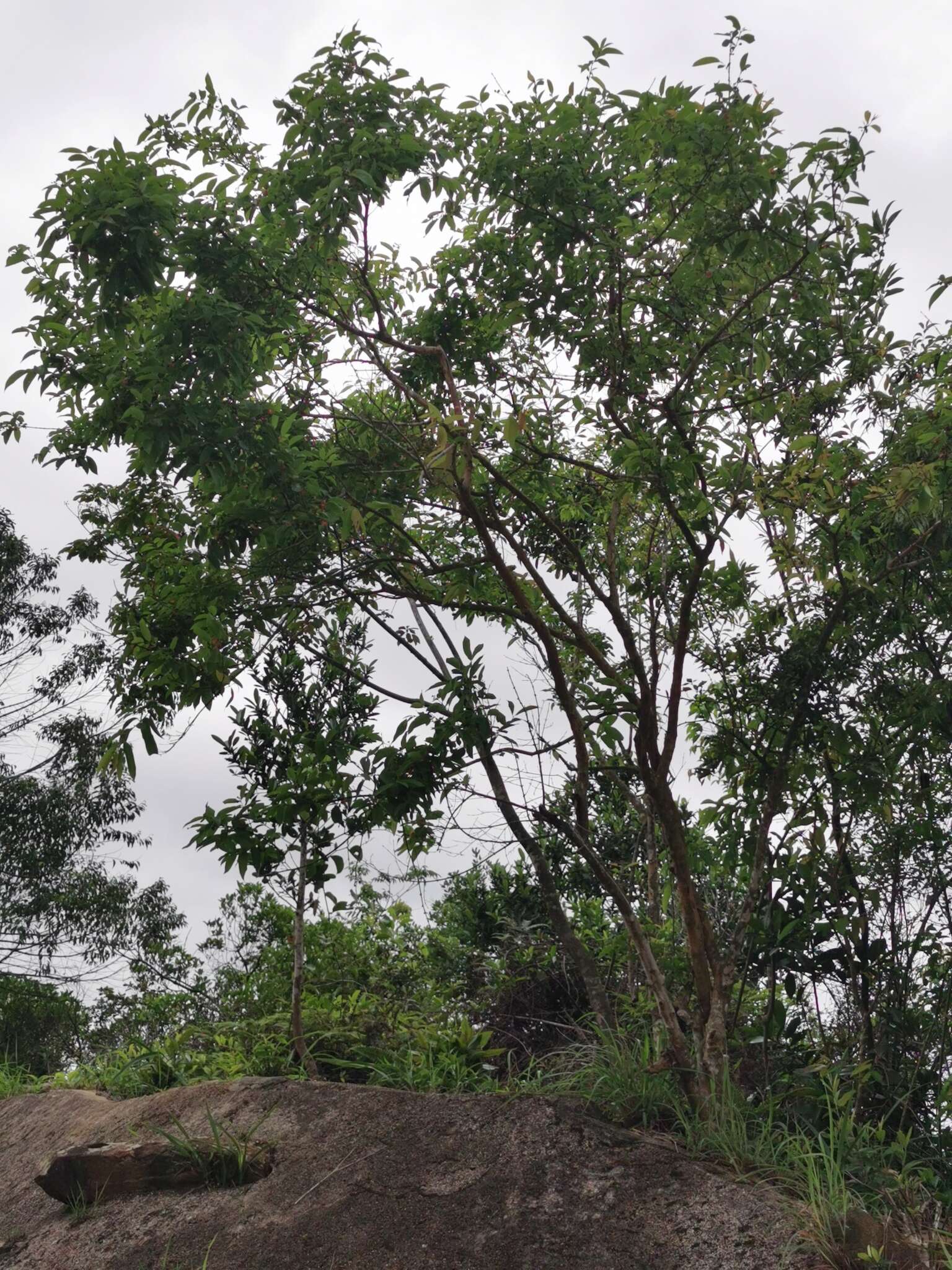 Image de Cratoxylum cochinchinense (Lour.) Bl.