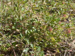 Image of Grevillea bedggoodiana J. H. Willis ex Mc Gill.