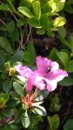 صورة Rhododendron myrtifolium Schott & Kotschy