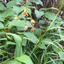 Epipactis thunbergii A. Gray resmi