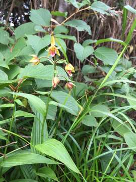 Image of Persimmon Orchid