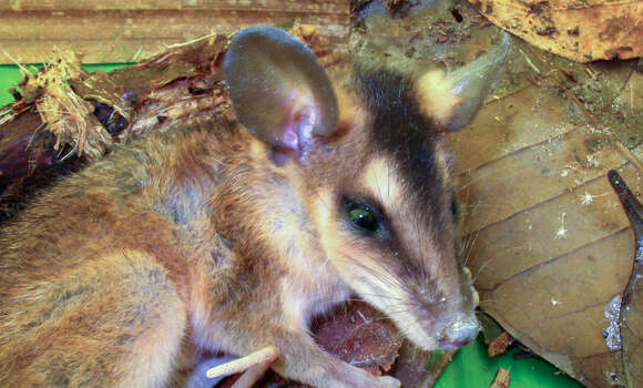 Image of brown four-eyed opposum